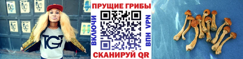 Псилоцибиновые грибы Psilocybine cubensis сколько стоит Сасово